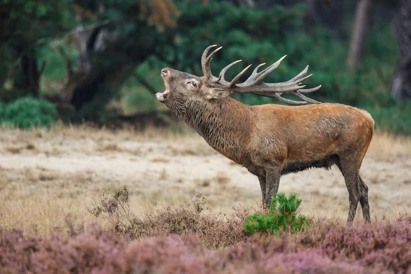 オランダの国立公園ホゲ ベルウェのラッティングシーズンに赤い鹿がスタッグ — ストック写真