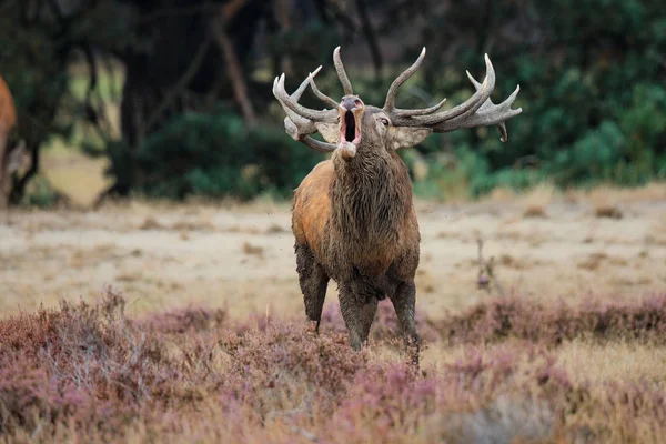Red Deer Stag Rutting Season National Park Hoge Veluwe Netherlands — Stock Photo, Image