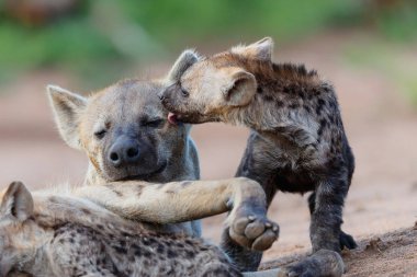 Gündoğumuyla birlikte Güney Afrika 'daki Sabi Sands oyun parkında yavrulayan sırtlan anneler.