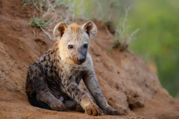 Cachorro Hiena Guarida Con Salida Del Sol Reserva Caza Sabi — Foto de Stock