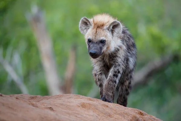 Hyänenwelpen Der Höhle Bei Sonnenaufgang Sabi Sand Wildreservat Südafrika — Stockfoto