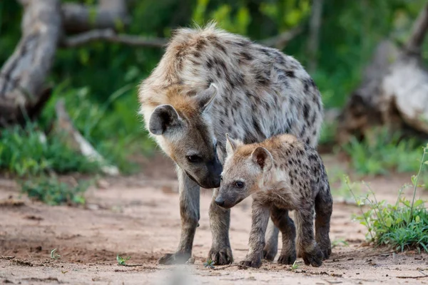 Sırtlan yavrusu Güney Afrika 'daki Sabi Sands oyun parkında gün doğumuyla mağarada oynuyor.