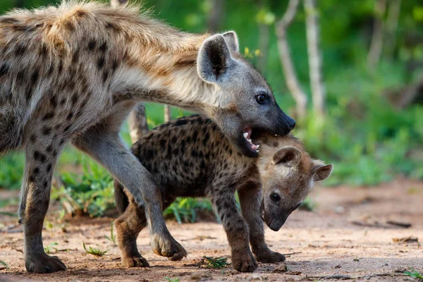 Hyena Štěně Hrát Doupěti Východem Slunce Sabi Sands Game Reserve — Stock fotografie