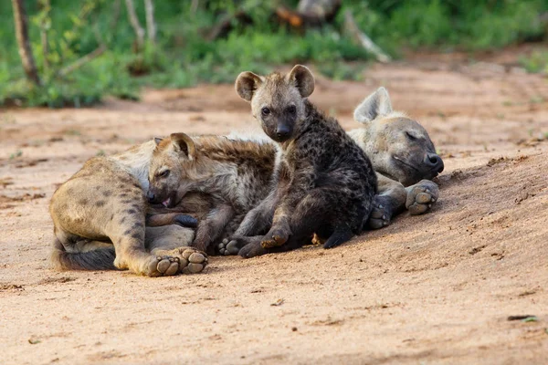 Hyena Mães Com Filhote Covil Com Nascer Sol Sabi Sands — Fotografia de Stock