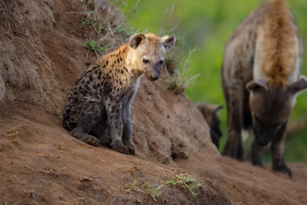 Hyena Štěně Doupěti Východem Slunce Sabi Sands Game Reserve Jižní — Stock fotografie