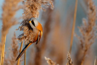 Sakallı, sazlıklarda tohum yiyen erkek. Hollanda 'da kış mevsiminde öğleden sonra güneş ışığı altında.