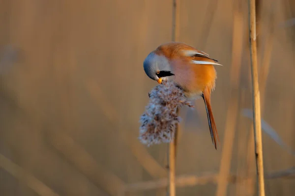 Barbudo Reedling Macho Comendo Sementes Cana Final Tarde Luz Solar — Fotografia de Stock