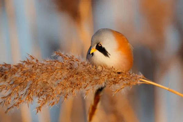 オランダの冬の午後遅くの日差しの中で葦で種を食べるひげそりの繁殖 — ストック写真
