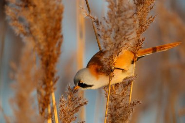 Sakallı, sazlıklarda tohum yiyen erkek. Hollanda 'da kış mevsiminde öğleden sonra güneş ışığı altında.