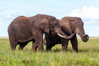 Tanzanya 'da yağışlı yeşil mevsimde Serengeti Ulusal Parkı ovalarında fil boğaları
