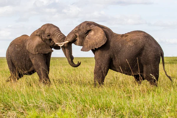 Gajah Jantan Berjuang Dataran Taman Nasional Serengeti Musim Hijau Basah — Stok Foto