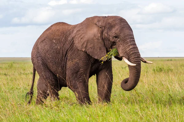 Gajah Jantan Dataran Taman Nasional Serengeti Musim Hijau Basah Tanzania — Stok Foto