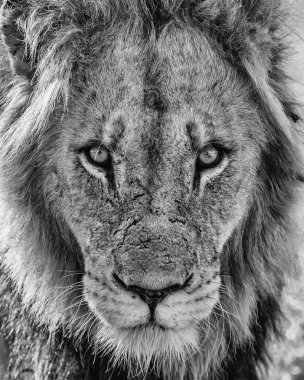 Aslan - Güney Afrika 'daki Kruger Ulusal Parkı' nda baskın bir erkeğin portresi