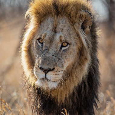 Aslan - Güney Afrika 'daki Kruger Ulusal Parkı' nda baskın bir erkeğin portresi
