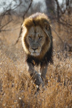 Aslan - baskın erkek Güney Afrika 'daki Kruger Ulusal Parkı' nda çalılıklarda yürüyor