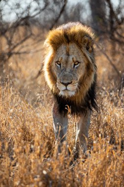 Aslan - baskın erkek Güney Afrika 'daki Kruger Ulusal Parkı' nda çalılıklarda yürüyor