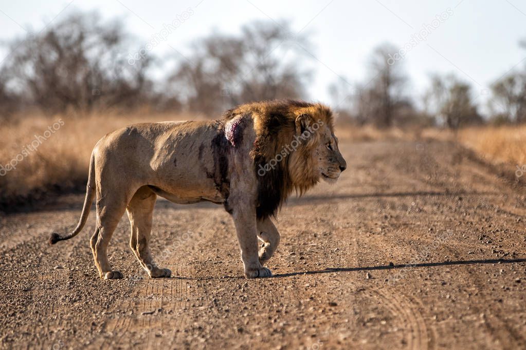 Lion - dominant male wounded after a fight in Kruger National Park in South Africa