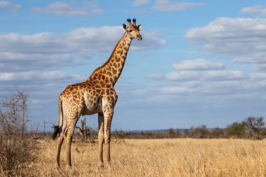Güney Afrika 'daki Kruger Ulusal Parkı' nda mavi gökyüzü bulutlu zürafa.