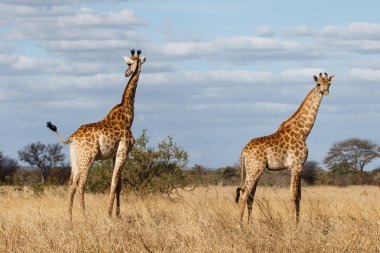 Güney Afrika 'daki Kruger Ulusal Parkı' nda mavi gökyüzü bulutlu zürafa.