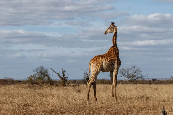 Giraffa Sulla Savana Con Cielo Blu Con Nuvole Nel Parco — Foto Stock