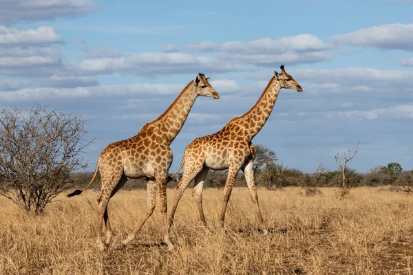 Zsiráf Szavannán Kék Égbolttal Felhőkkel Kruger Nemzeti Parkban Dél Afrikában — Stock Fotó