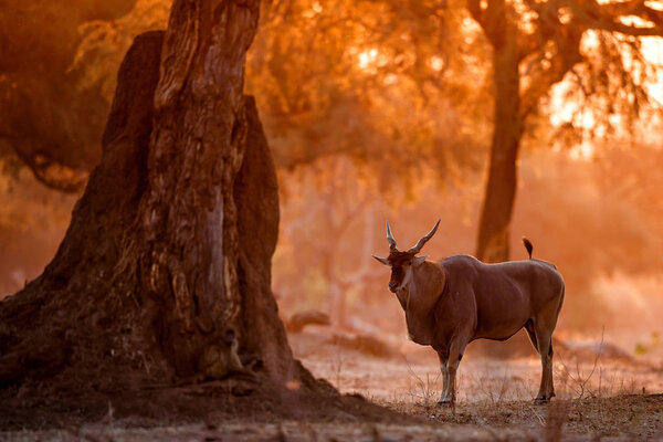 Обыкновенная земля, также известная как южная земля или ландшафтная антилопа с заходом солнца в национальном парке Mana Pools в Зиме
