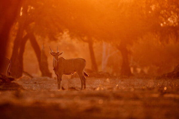 Обыкновенная земля, также известная как южная земля или ландшафтная антилопа с заходом солнца в национальном парке Mana Pools в Зиме
