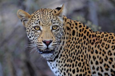 Güney Afrika 'nın Büyük Kruger Bölgesi' nde Sabi Kumları 'nda leopar erkek portresi