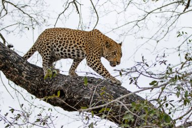 Güney Afrika 'nın Büyük Kruger Bölgesi' nde Sabi Kumları 'nda bir Impala avıyla bir ağaçta leopar erkek.