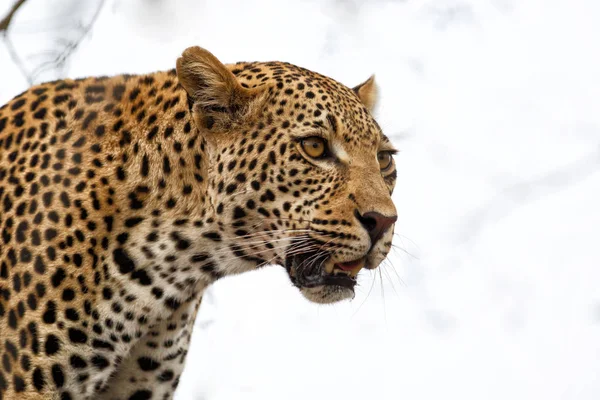 Leopard Male Portrait Sabi Sands Game Reserve Greater Kruger Region — Stock Photo, Image