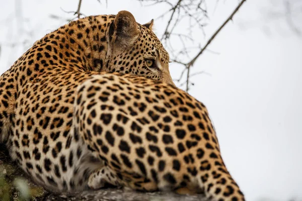 Retrato Masculino Leopardo Sabi Sands Reserva Caça Região Grande Kruger — Fotografia de Stock