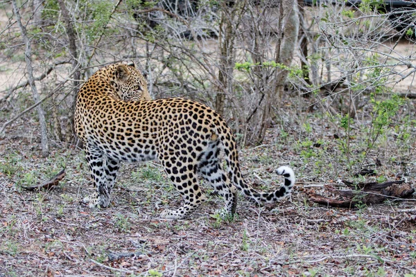 Maschio Leopardo Nella Riserva Caccia Sabi Sands Nella Regione Greater — Foto Stock