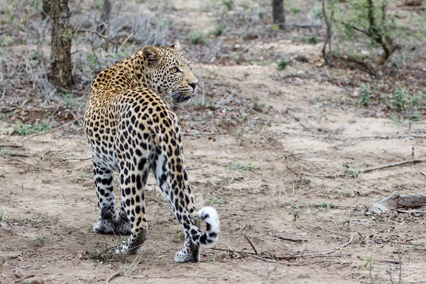 Leopárd Férfi Sabi Sands Game Reserve Nagyobb Kruger Régióban Dél — Stock Fotó