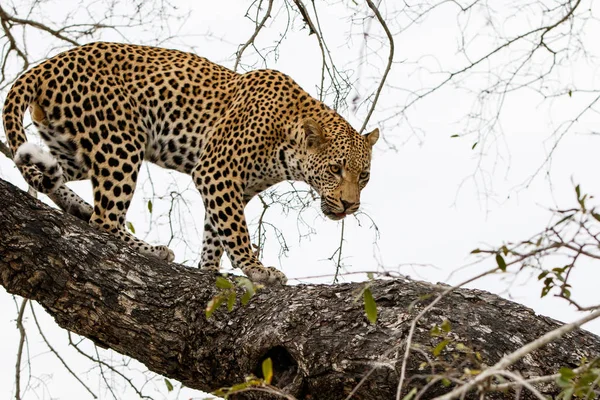 Güney Afrika Nın Büyük Kruger Bölgesi Nde Sabi Kumları Nda — Stok fotoğraf