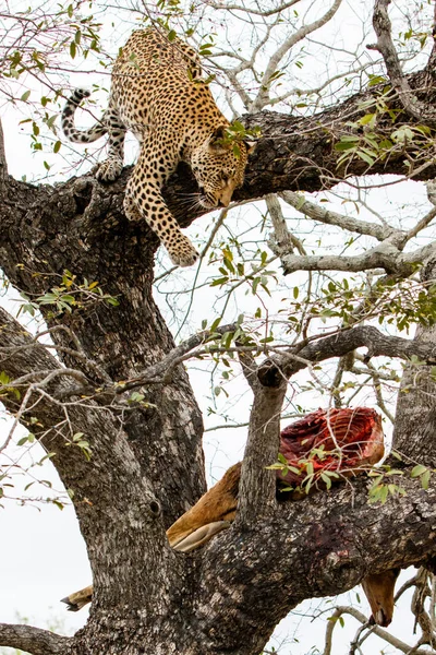 Leopardo Uma Árvore Com Uma Carcaça Impala Sabi Sands Game — Fotografia de Stock