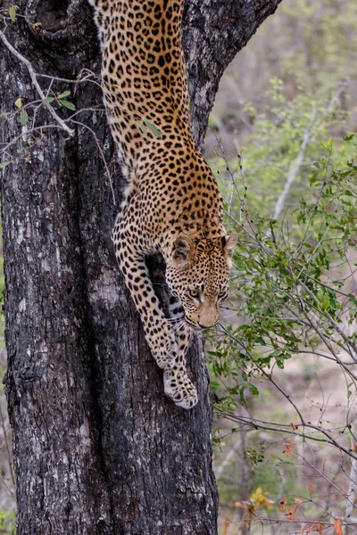 南アフリカのグレータークルーガー地域のサビサンズゲームリザーブの木から出てくるヒョウ ストックフォト