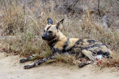 Güney Afrika 'daki Kruger Ulusal Parkı' nın güneyindeki Afrika Vahşi Köpeği.