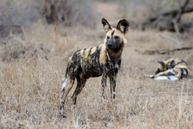 Güney Afrika 'daki Kruger Ulusal Parkı' nın güneyindeki Afrika Vahşi Köpeği.