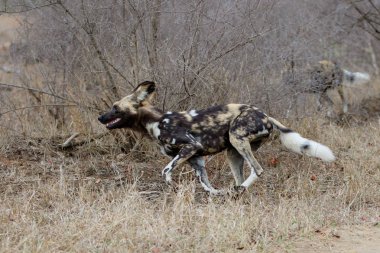 Afrika Vahşi Köpeği Güney Afrika 'daki Kruger Ulusal Parkı' nın güneyinde oynuyor ve koşuyor.