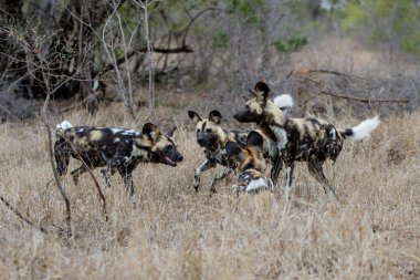 Afrika Vahşi Köpeği Güney Afrika 'daki Kruger Ulusal Parkı' nın güneyinde oynuyor ve koşuyor.