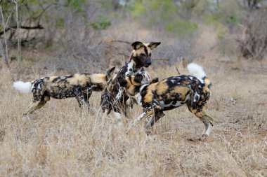 Afrika Vahşi Köpeği Güney Afrika 'daki Kruger Ulusal Parkı' nın güneyinde oynuyor ve koşuyor.
