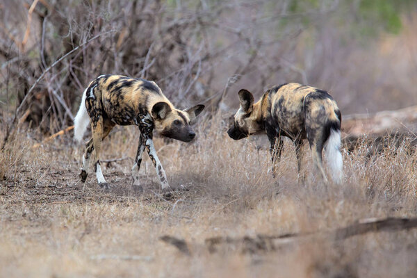 African Wild Dog playing and running in the south of the Kruger National Park in South Africa