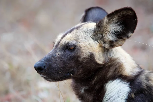 Портрет Африканской Дикой Собаки Юге Национального Парка Крюгер Юар — стоковое фото