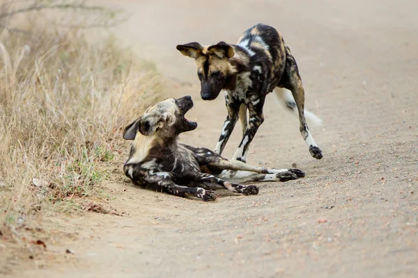 Perro Salvaje Africano Jugando Corriendo Sur Del Parque Nacional Kruger — Foto de Stock