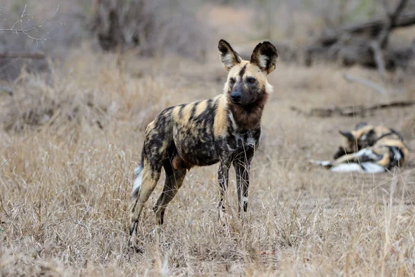 Cão Selvagem Africano Sul Parque Nacional Kruger África Sul — Fotografia de Stock