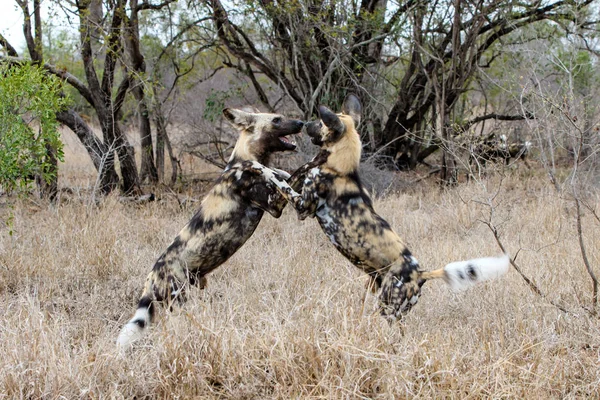 Африканские Дикие Доги Сражаются Юге Национального Парка Крюгера Южной Африке — стоковое фото
