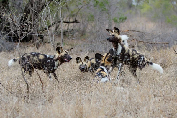 African Wild Dog Spelar Södra Delen Kruger National Park Sydafrika — Stockfoto