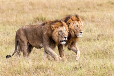 Kardeşlik - Kenya 'daki Masai Mara oyun parkında erkek aslan koalisyonu