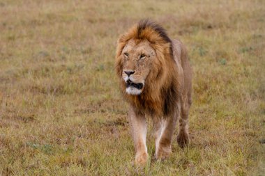 Kenya 'daki Masai Mara oyun parkında erkek aslan.