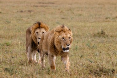 Kardeşlik - Kenya 'daki Masai Mara oyun parkında erkek aslan koalisyonu